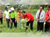 Desa Bangsri, Blora Luncurkan Agrowisata Petik Buah Semangka