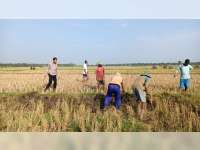 Lomba 'Gropyokan' Tikus di Blora, 16.534 Ekor Tikus Berhasil Ditangkap
