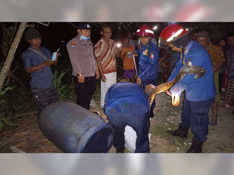 Ular Piton Sepanjang 4 Meter Ditangkap dari Pemukiman Warga Sumberrejo, Bojonegoro