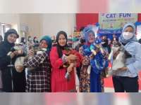 Meriahkan HUT Kemerdekaan RI, Berbagai Jenis Kucing di Tuban Ikuti Lomba Fashion Show