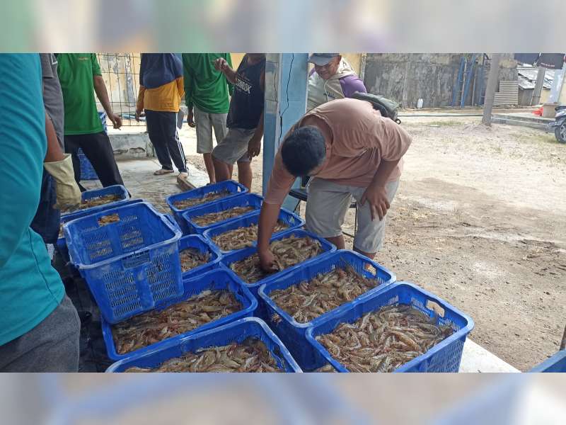 Gunakan Limbah Pasir Silika, Instalasi Budidaya Laut di Tuban Sukses Panen Udang Vaname