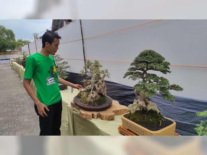 Ajang Silaturahmi dan Tingkatkan Perekonomian, PPBI Blora Gelar Pameran Bonsai