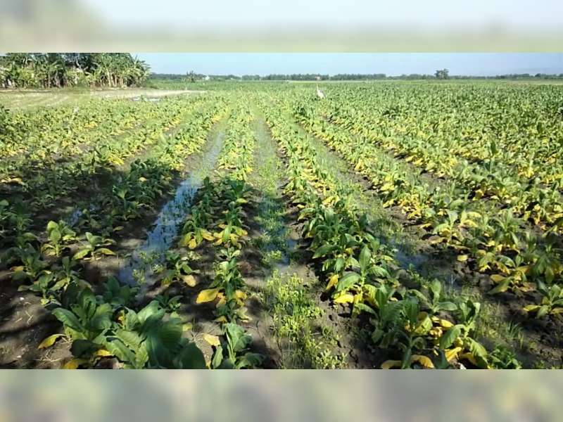 Dampak Cuaca Ekstrem, Puluhan Hektare Tanaman Tembakau Petani di Bojonegoro Mati