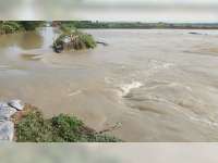 Tanggul Kali Ingas di Kanor, Bojonegoro Jebol, Ratusan Hektare Sawah Tergenang