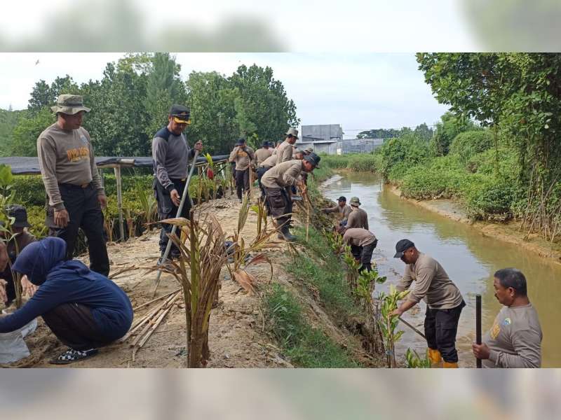 HUT Brimob Ke-77, Personel Eks Brimob Polres Tuban Tanam Pohon di Pantai Mangrove, Jenu