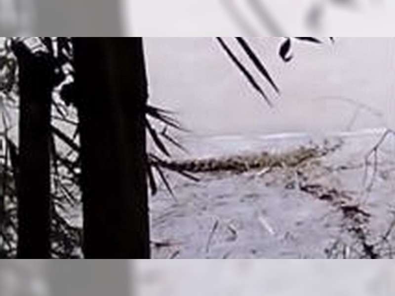 Viral, Video Penampakan Seekor Buaya di Sungai Bengawan Solo, Padangan, Bojonegoro