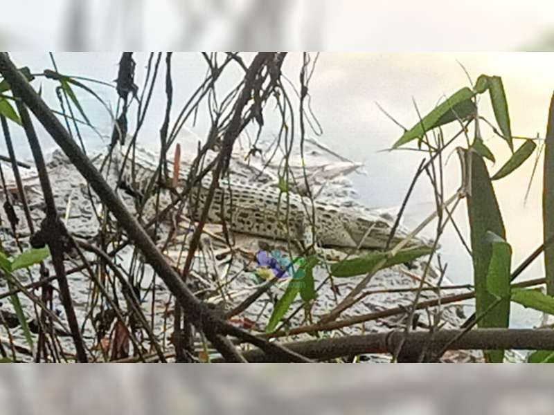 Kembali Muncul, Buaya di Sungai Bengawan Solo Padangan, Bojonegoro Diperkirakan Ada 3 Ekor