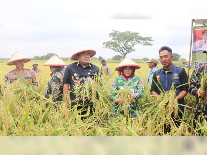 Kembangkan Padi Galur, Sawah Petani Desa Nglandeyan, Blora Bebas Hama