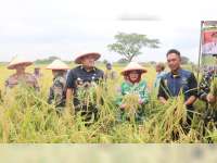 Kembangkan Padi Galur, Sawah Petani Desa Nglandeyan, Blora Bebas Hama