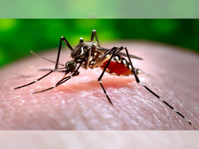 Awal Tahun 2023, 4 Orang Warga Blora Meninggal Akibat DBD