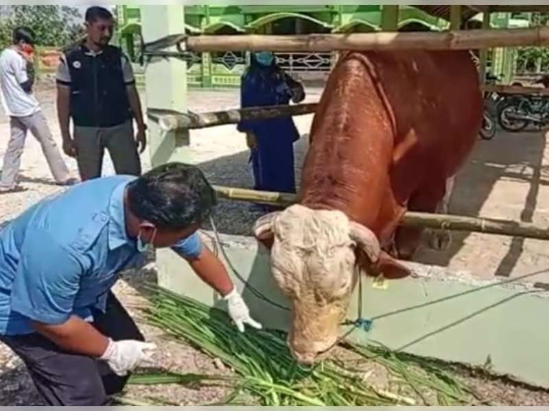 Satu Sapi Kurban Presiden Jokowi Ditempatkan di Desa Pratama Arhan Blora