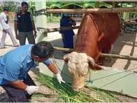 Satu Sapi Kurban Presiden Jokowi Ditempatkan di Desa Pratama Arhan Blora