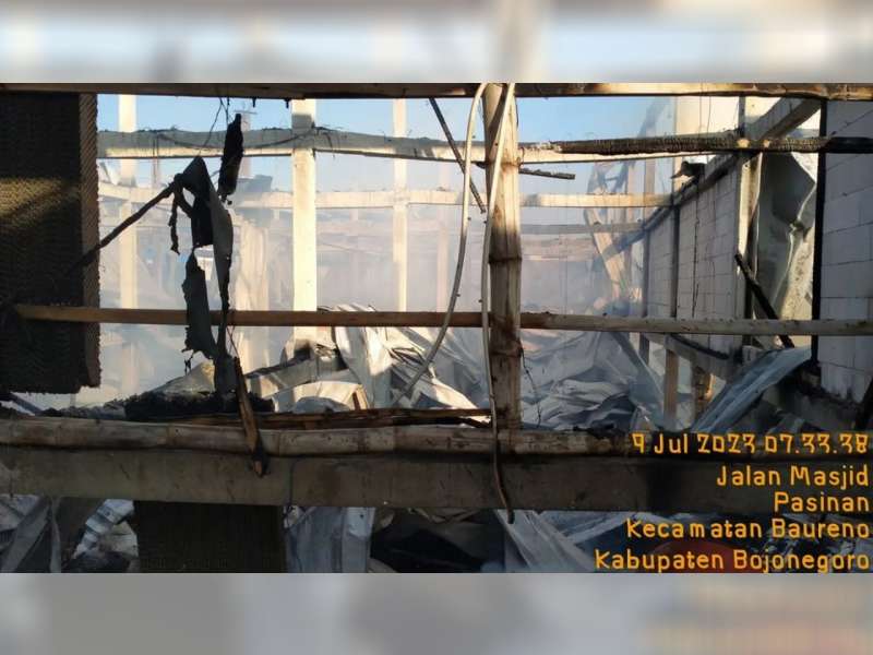 Kandang Berisi 25 Ribu Ayam di Baureno, Bojonegoro Terbakar, Kerugian Capai Rp 1,6 Miliar