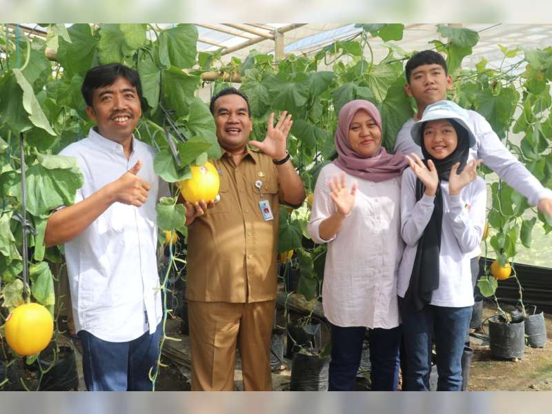 Petik Melon di Asha Farm Sambong, Tak Sampai 5 Hari Ludes Dibeli