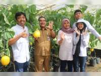 Petik Melon di Asha Farm Sambong, Tak Sampai 5 Hari Ludes Dibeli