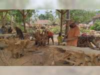 Akar Jati Blora Tembus Pasar Ekspor