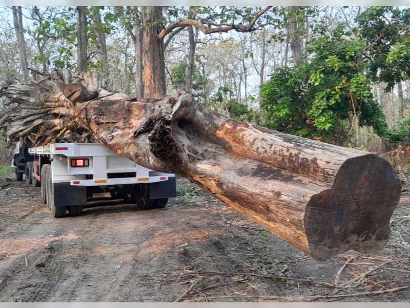 Kayu Jati Bernilai Miliaran Rupiah Akan Jadi Ikon Taman Budaya Cepu