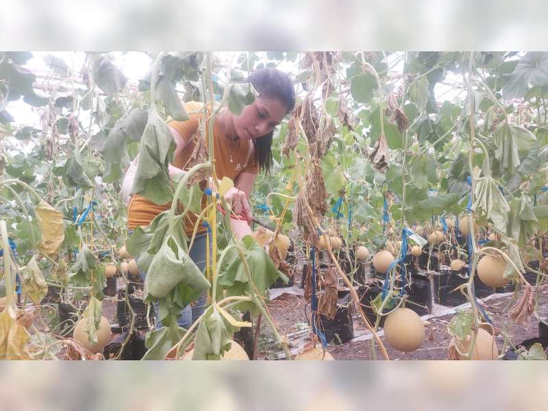 Menengok Potensi Budidaya Melon Menggunakan Greenhouse di Bojonegoro
