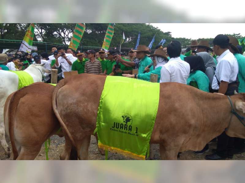 Pemkab Bojonegoro Bakal Gelar Kontes dan Pameran Ternak Sapi Lokal
