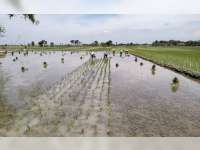 Antisipasi El Nino, BPP Blora Gelar Aksi Gernas Tanam Padi