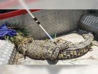 Seekor Buaya Ditemukan di Pinggir Sungai Prudung, Padangan, Bojonegoro