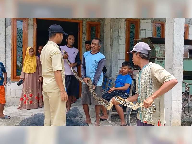 Warga Desa Karangdinoyo, Sumberrejo, Bojonegoro Tangkap Seekor Ular Piton Sepanjang 3,5 Meter