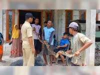 Warga Desa Karangdinoyo, Sumberrejo, Bojonegoro Tangkap Seekor Ular Piton Sepanjang 3,5 Meter