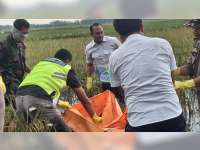 Sesosok Mayat Perempuan Ditemukan di Area Persawahan Kalitidu, Bojonegoro