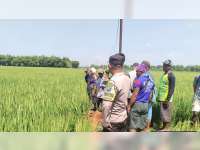 Petani di Kaltidu, Bojonegoro Meninggal Tersengat Listrik Pompa Air di Sawah