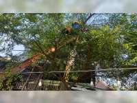 Hendak Potong Pohon, Warga Balen, Bojonegoro Meninggal Tersengat Listrik