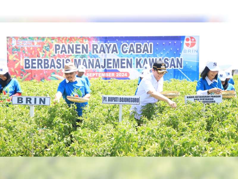 Pj Bupati Bojonegoro Laksanakan Panen Raya Cabai Berbasis Manajemen Kawasan di Kecamatan Gondang