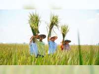 Hadiri Panen Raya Padi, Bacabup Bojonegoro Setyo Wahono Sampaikan Solusi Atasi Masalah Pertanian