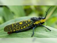 Satu Lagi, Warga Ngasem, Bojonegoro Meninggal Akibat Keracunan Usai Makan Belalang