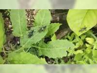 2 Warga Bojonegoro Meninggal Akibat Keracunan Belalang Setan, Ini Kata Praktisi Kesehatan