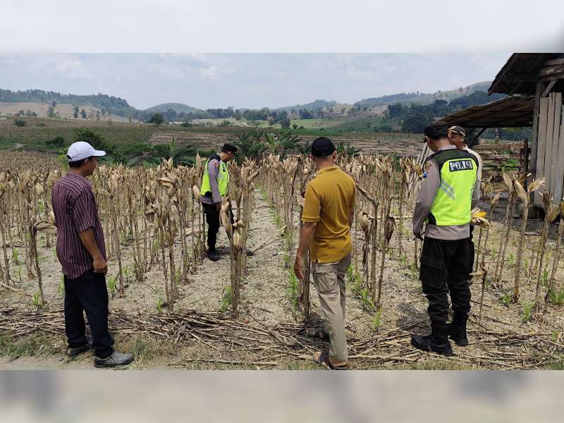 Diduga Serangan Jantung, Petani di Gondang, Bojonegoro Meninggal saat Memanen Jagung di Sawah