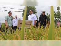 Dukung Swasembada Pangan, Pemkab Blora Siap Naikkan Target Panen di Atas Target Pemerintah Pusat