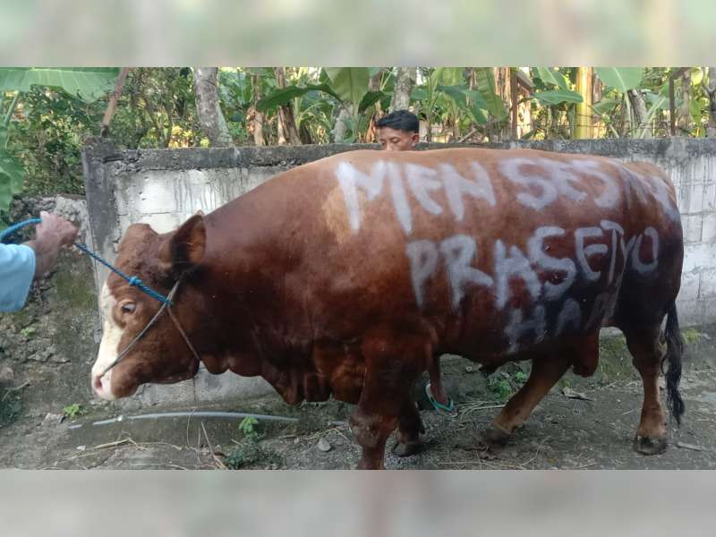 Mensesneg Sumbang Satu Ekor Sapi Kurban Seberat 1,2 Ton untuk Warga Blora
