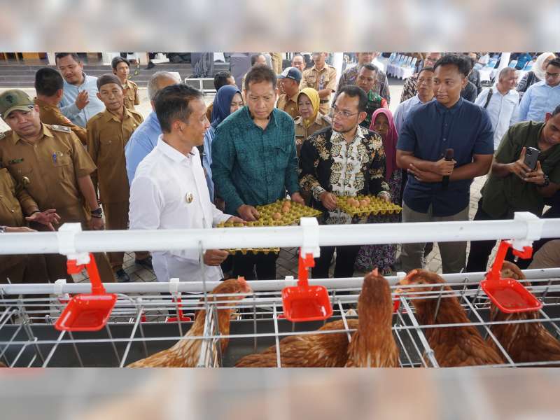Bangga Beternak Ayam Petelur, Cara Bojonegoro Bergerak Makmur