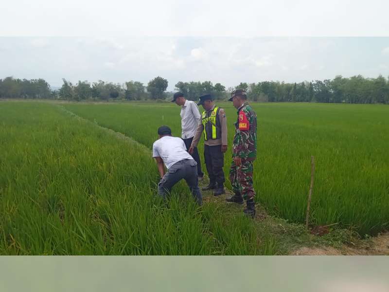 Petani di Gayam, Bojonegoro Ditemukan Meninggal Tersengat Listrik Jebakan Tikus di Sawah