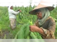 Ratusan Hektar Tembakau di Bojonegoro Terendam Banjir, Petani Merugi