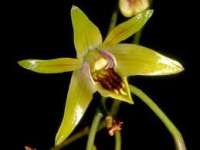 Anggrek Dendrobium Capra, Bunga Langka di Hutan Jati Bojonegoro