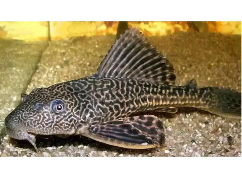 Kandungan Nutrisi pada Ikan Sapu-sapu dan  Ikan Kembung, Mana yang Lebih Tinggi