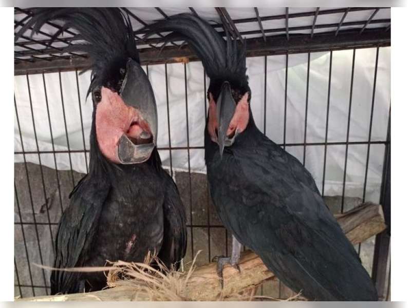 Kemenhut Amankan Tersangka Pemilik Satwa Dilindungi di Sulawesi