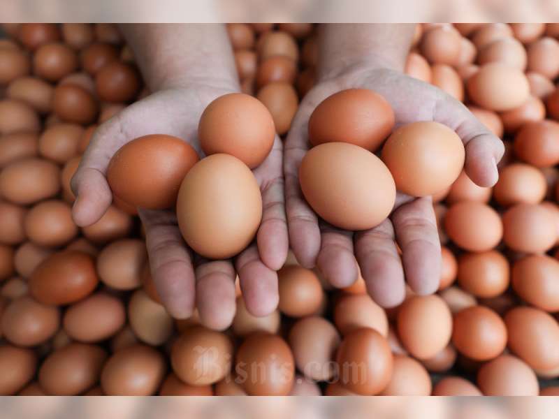 Harga Daging Ayam Ras dan Telur Masih Tinggi di Atas Acuan, Pemerintah Bantah Imbas Program MBG