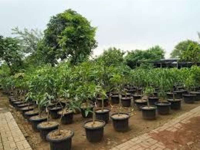 Pemkab Bojonegoro Siapkan Program Bantuan Bibit Buah-buahan untuk Petani