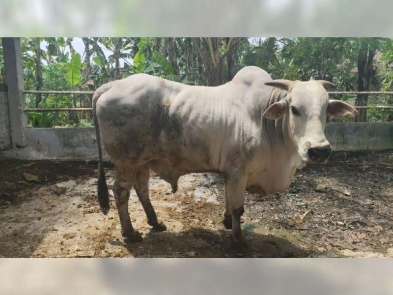 Mengenal Karakteristik dan Keunggulan Sapi Peranakan Ongole dari Bojonegoro