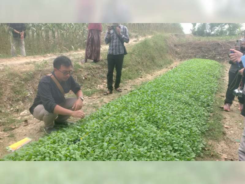 Genjot Target 16 Ribu Hektare, Pemkab Bojonegoro Bagikan Benih Tembakau Gratis ke Petani