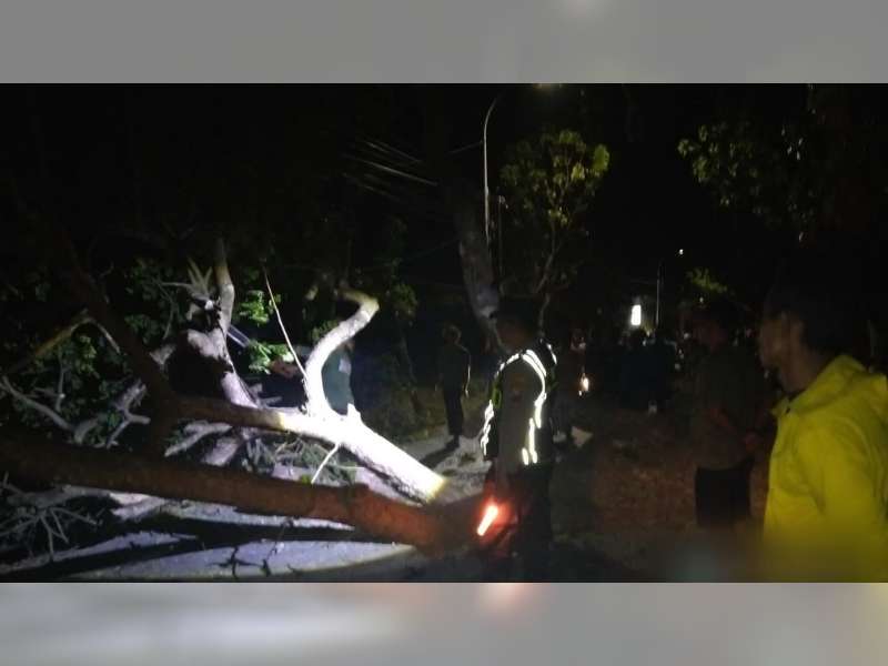 Tertimpa Pohon Tumbang, Seorang Pemotor di Balen, Bojonegoro Meninggal di Rumah Sakit