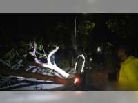 Tertimpa Pohon Tumbang, Seorang Pemotor di Balen, Bojonegoro Meninggal di Rumah Sakit