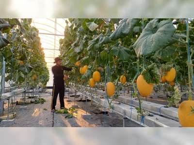 Investasi Ratusan Juta, Gen Z di Bojonegoro Ini Serius Tekuni Budidaya Buah Melon